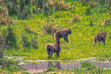 Tanzania, Serengeti park – Monkey.