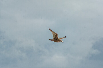 Sun on Seagull Flight