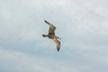 Seagull in flight