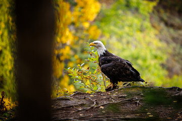 Bald Eagle