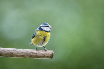 blue tit on a branch in the garden
