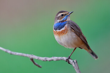 fat bird with vivid orange and fresh blue feathers on its chest proudly perching on thin branch, male of bluethroat