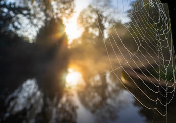 dew on the web