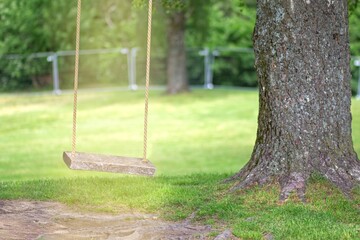 Empty rope swing on tree with wooden board lighted by sun light in summer park