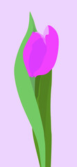 Vector flat image of a pink tulip with green leaves. Light image in soothing colors. Design for cards, posters, backgrounds, templates, textiles, invitations.