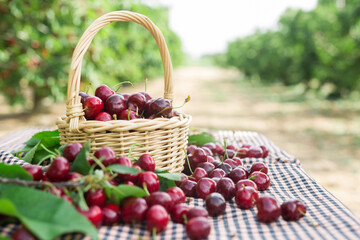 still life of cherries in a basket in the garden