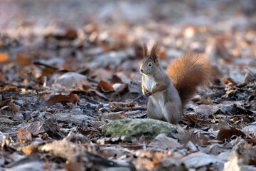 A squirrel climbs trees in the park in search of food.