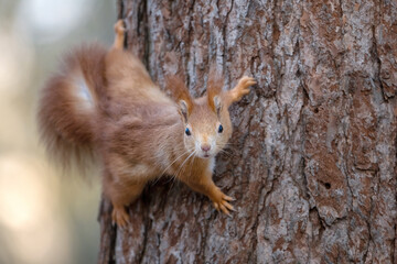 A squirrel climbs trees in the park in search of food.