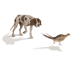 chien,en arrêt,  braque, faisan, allemagne, mâle, femelle, animal de compagnie, brun, isolé, mammifère, chiot, race, blanc, de race, court, portrait, chasse, chassant, joli, braque de weimar à poil co