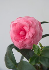 Blossom of pink camelia japonica, common camellia, Japanese camellia, or tsubaki