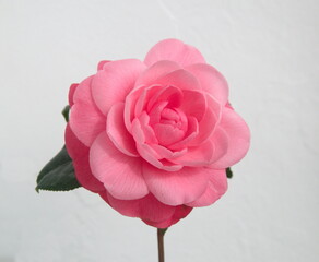 Blossom of pink camelia japonica, common camellia, Japanese camellia, or tsubaki 