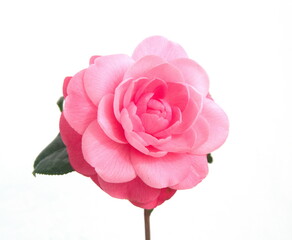 Blossom of pink camelia japonica, common camellia, Japanese camellia, or tsubaki , on white...