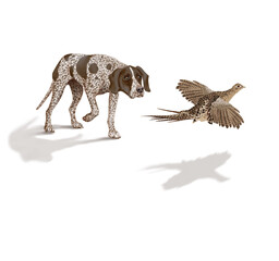 chien,en arrêt,  braque, faisan, allemagne, mâle, femelle, animal de compagnie, brun, isolé, mammifère, chiot, race, blanc, de race, court, portrait, chasse, chassant, joli, braque de weimar à poil co