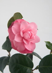 Blossom of pink camelia japonica, common camellia, Japanese camellia, or tsubaki 