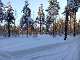 A walk in the forest (park) after a heavy snowfall. Trees covered with snow.