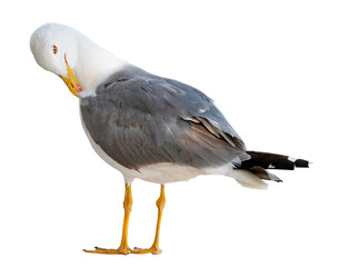 portrait of sea gull