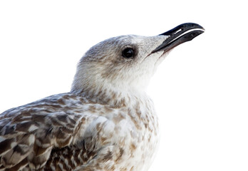 portrait of sea gull