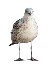 White and grey seagull