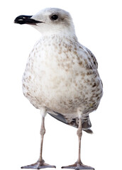 White and grey seagull