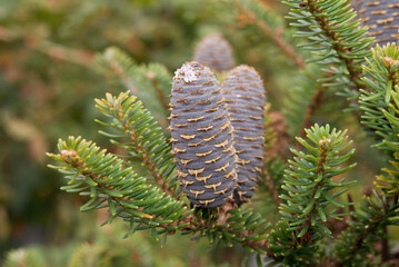 Korean Fir (Abies koreana) in park