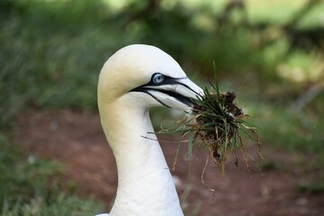 Fou de Bassan préparant son nid
