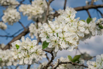 Plum (Prunus domestica) in orchard