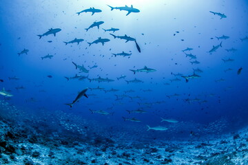 Obraz premium Grey Reef Sharks on Fakarava Atoll French Polynesia