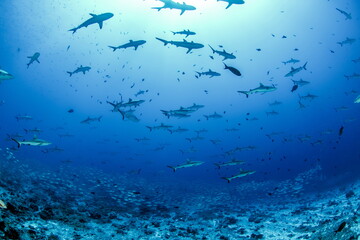Fototapeta na wymiar Grey Reef Sharks on Fakarava Atoll French Polynesia