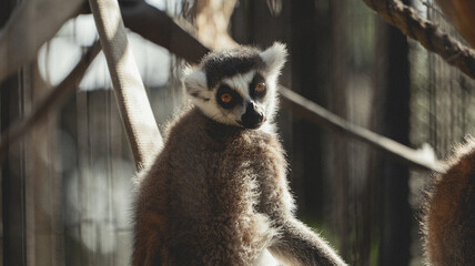 Lemur posando