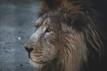 León asiático retrato