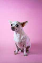 Chihuahua on a pastel background