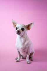 Chihuahua on a pastel background