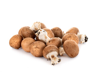 Agaricus bisporus in studio