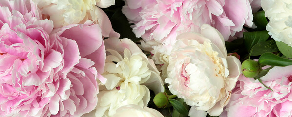 pink and cream peonies close-up - obrazy, fototapety, plakaty