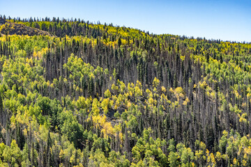 Aspen trees showing fall colors and beetle kill pine trees near Osier Colorado