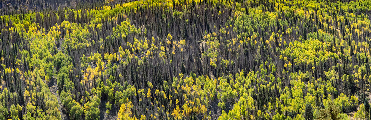A panorama of Aspen trees showing fall colors and beetle kill pine trees near Osier Colorado