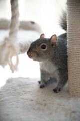 Obraz premium Cute Squirrel playing on cat tree inside 