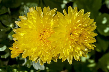 Florist's Daisy (Chrysanthemum morifolium) in garden