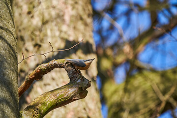 Eurasian nuthatch or wood nuthatch, Sitta europaea
