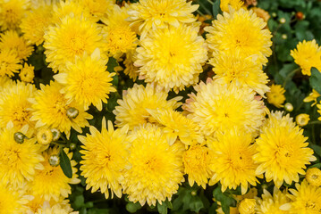 Florist's Daisy (Chrysanthemum morifolium) in garden
