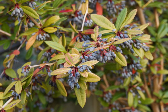 Wintergreen Barberry or berberis julianae grown for barrier edges, its dense branches with three-parted spines extremely sharp, dark green to wine-red spiny leaves and bluish-black berries