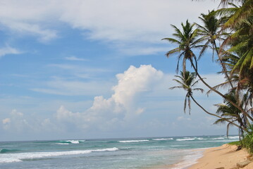 Fototapeta premium Beach, sea, palm trees, ocean. Sri Lanka. Blue lagoon.