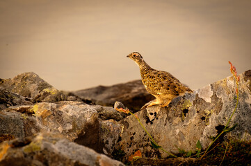 grouse
