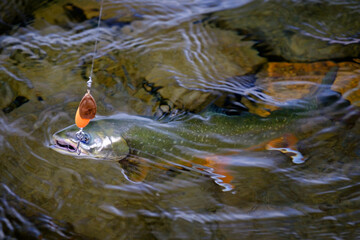arctic char on the hook