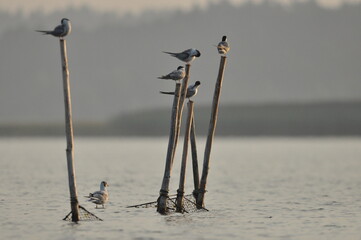 The Common Tern, an agile bird that hunts fish, with specimens sitting on poles sticking out of the lake. © TRINGA
