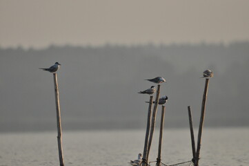 The Common Tern, an agile bird that hunts fish, with specimens sitting on poles sticking out of the...