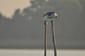 The Common Tern, an agile bird that hunts fish, with specimens sitting on poles sticking out of the...