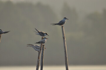 The Common Tern, an agile bird that hunts fish, with specimens sitting on poles sticking out of the...