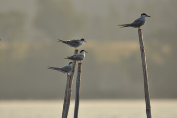 The Common Tern, an agile bird that hunts fish, with specimens sitting on poles sticking out of the lake. © TRINGA