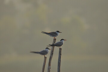 The Common Tern, an agile bird that hunts fish, with specimens sitting on poles sticking out of the lake. © TRINGA